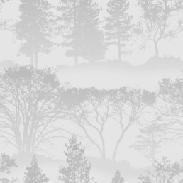 tapeet udumets 113488 misty morning wallpaper