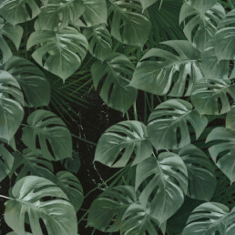 troopiline roheline monstera fototapeet