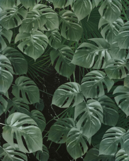 troopiline roheline monstera fototapeet