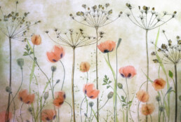 moonid_Poppy-Meadow_pilttapeet